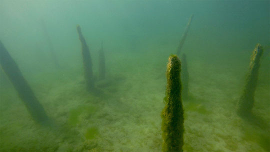 Des pilotis préhistoriques, tels qu’ils apparaissent aujourd’hui sous le lac de Neuchâtel
