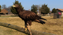 Les aigles du Léman